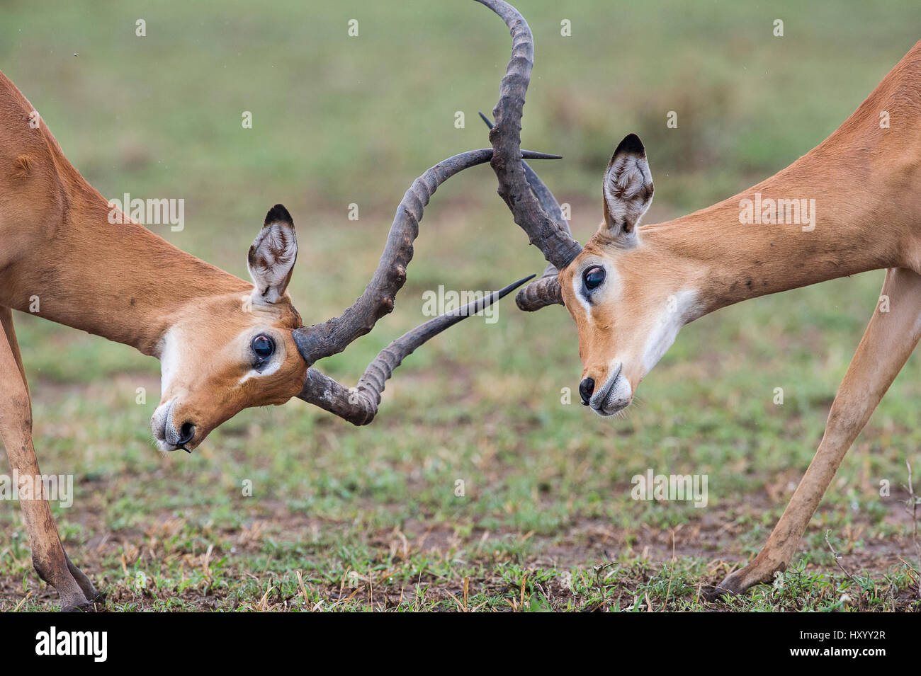Homme Impala (Aepyceros melampus) combats / combat. Parc national de Serengeti, Tanzanie. Mars. Banque D'Images