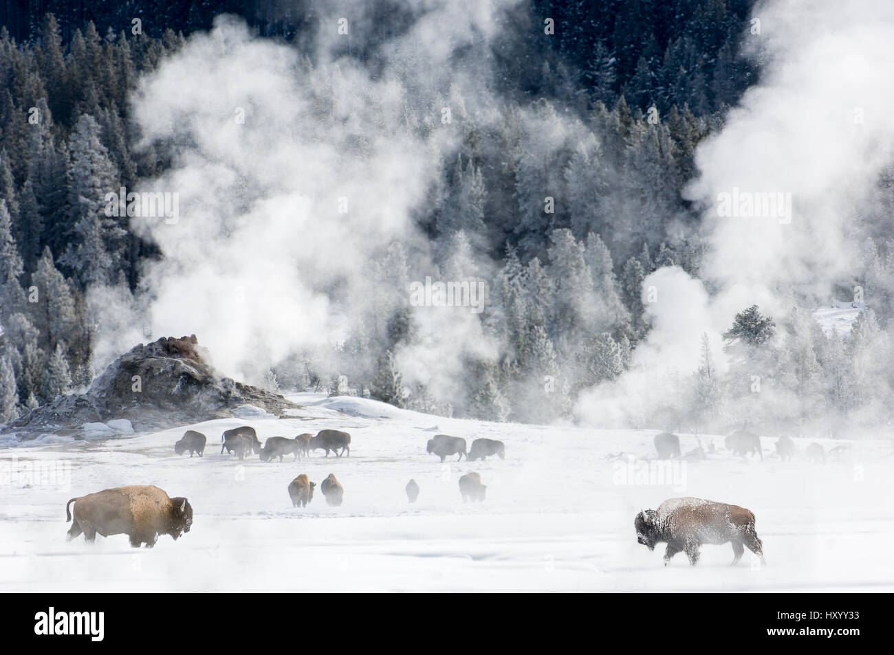 Troupeau de bison d'Amérique (Bison bison) autour de caractéristiques géo-thermique. Firehole River Valley. Le Parc National de Yellowstone, Wyoming, USA. Janvier 2008. Banque D'Images