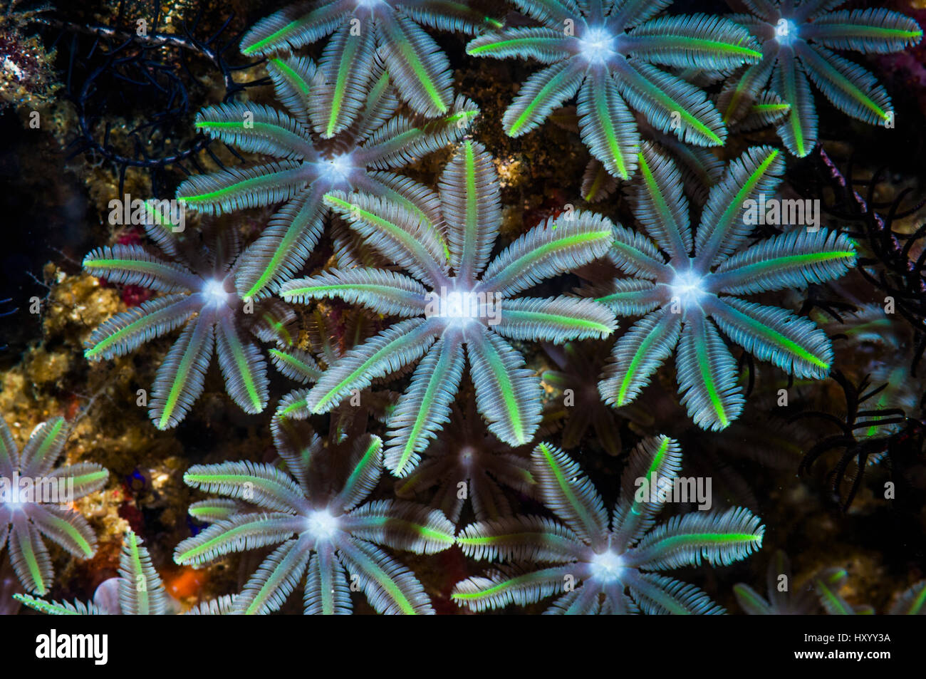 Les polypes de corail mou (Clavularia). La Papouasie occidentale, en Indonésie. Banque D'Images