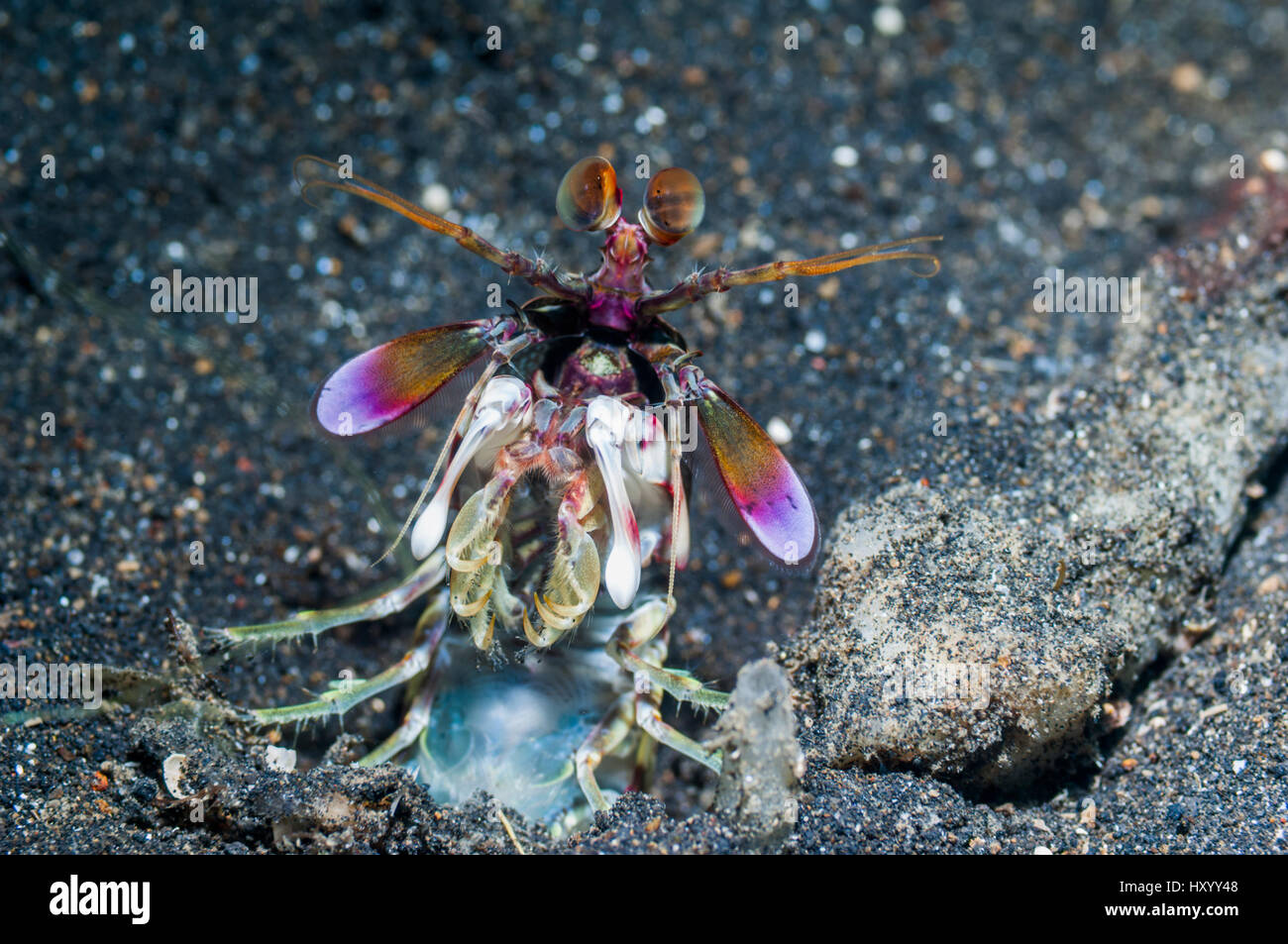 Le hibou rose crevette Mantis (Odontodactylus latirostris). Détroit de Lembeh, au nord de Sulawesi, Indonésie. Banque D'Images