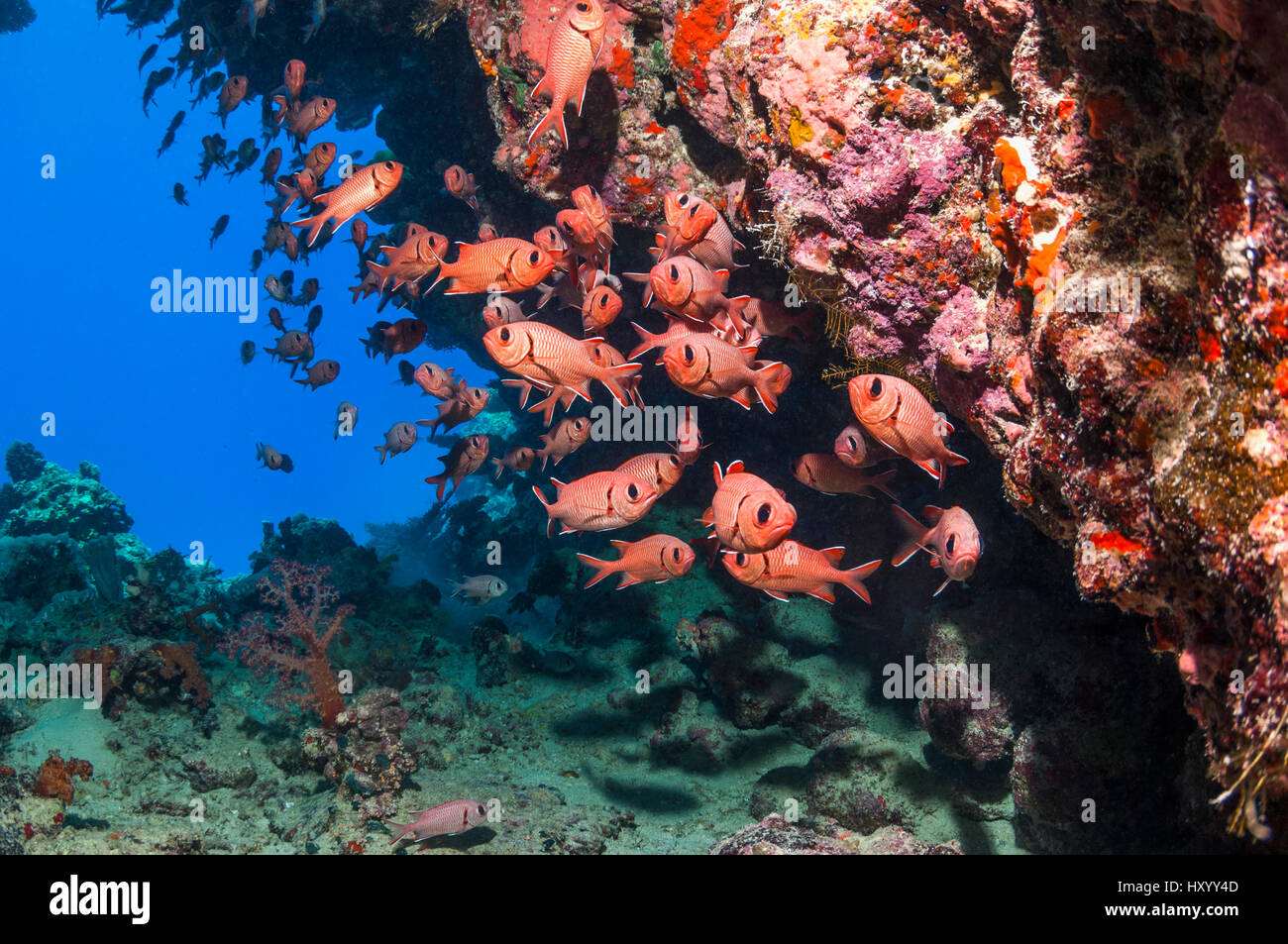 De l'école (Myripristis murdjan soldierfish rouge). L'Egypte, Mer Rouge. Banque D'Images