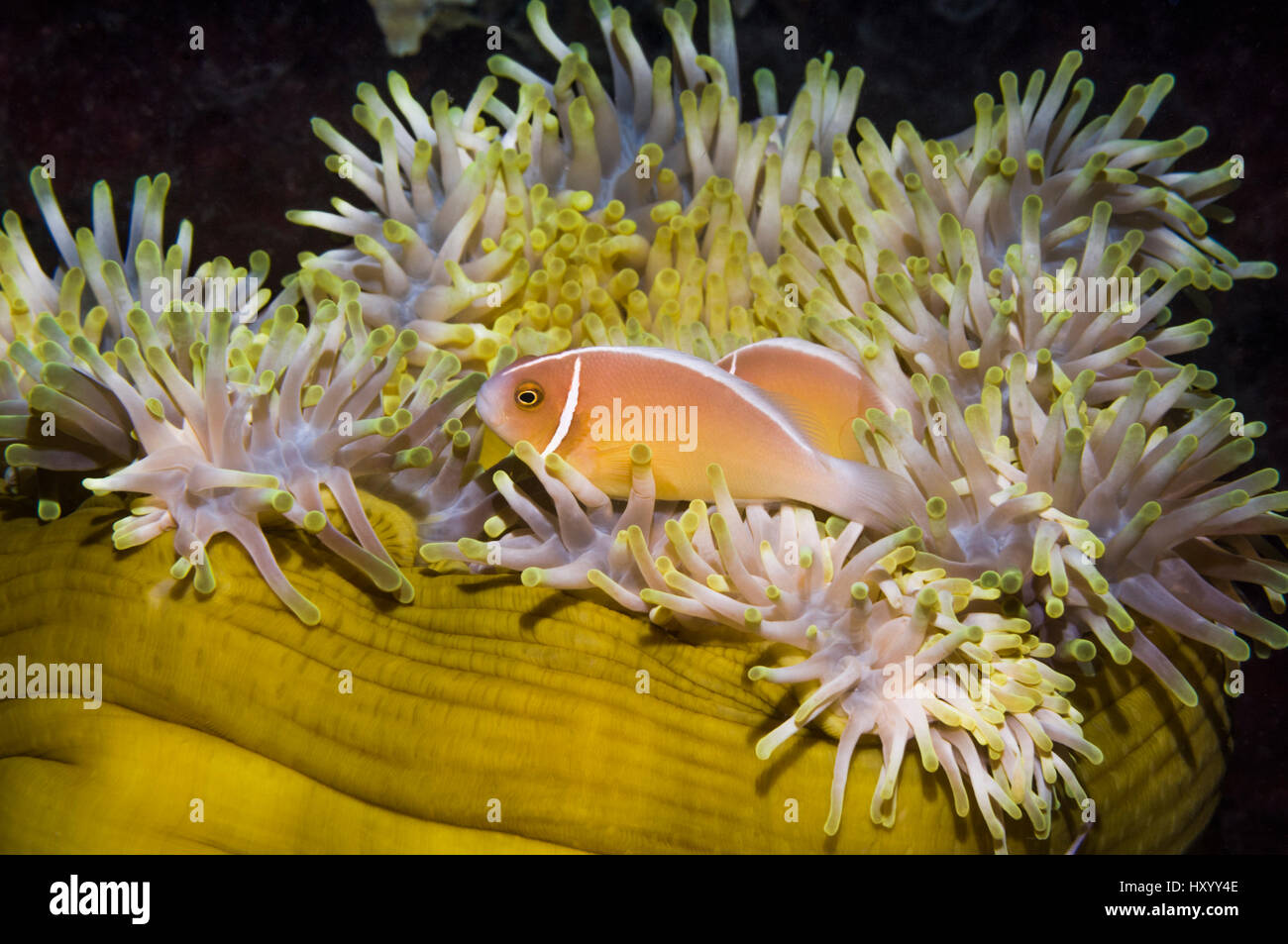 Poisson clown (Amphiprion perideraion rose) avec anémone Heteractis magnifica (hôte). Parc National de Bunaken, au nord de Sulawesi, Indonésie. Banque D'Images