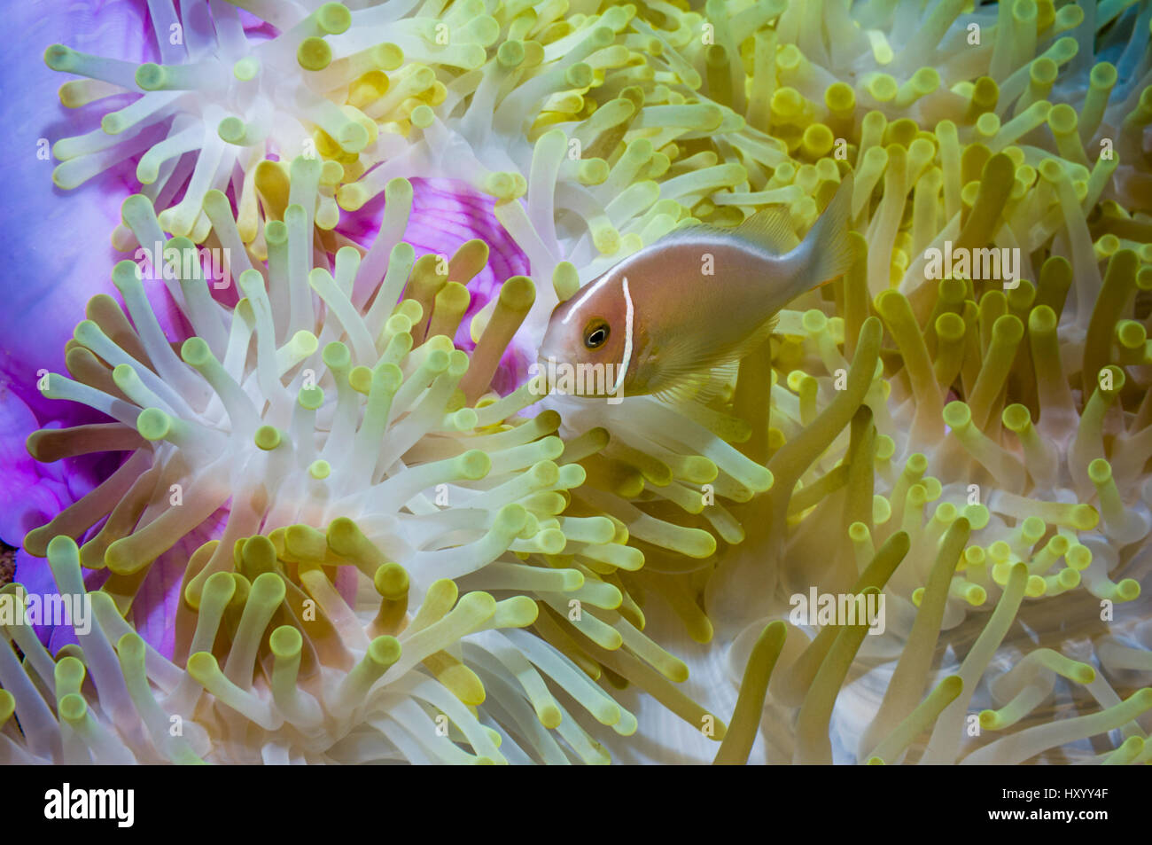Poisson clown (Amphiprion perideraion rose) avec anémone Heteractis magnifica (hôte). Parc National de Bunaken, au nord de Sulawesi, Indonésie. Banque D'Images