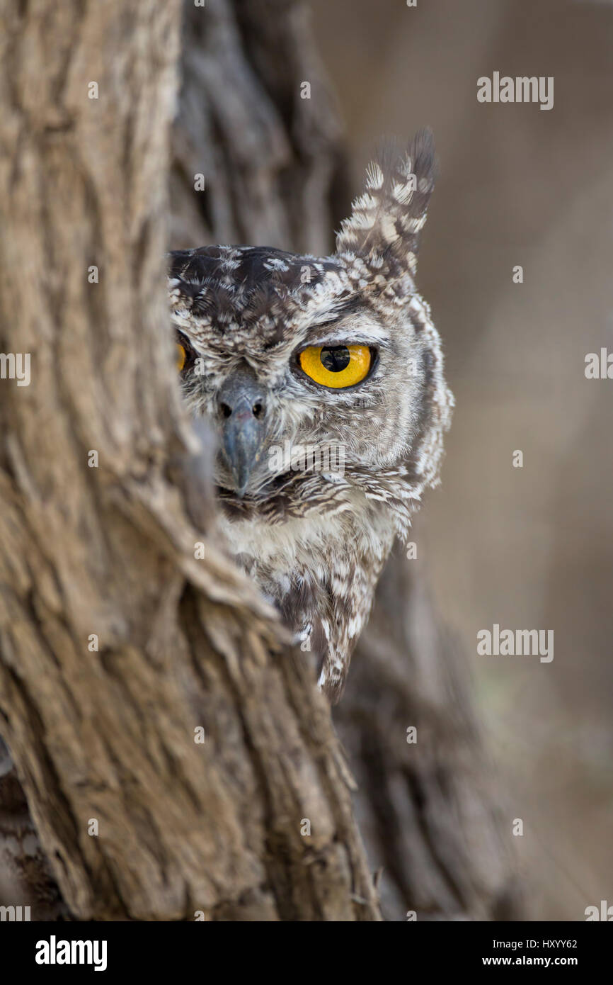 Tête portrait de Spotted Eagle owl (Bubo africanus), Kgalagadi Transfrontier Park, Northern Cape, Afrique du Sud, février 2016. Banque D'Images