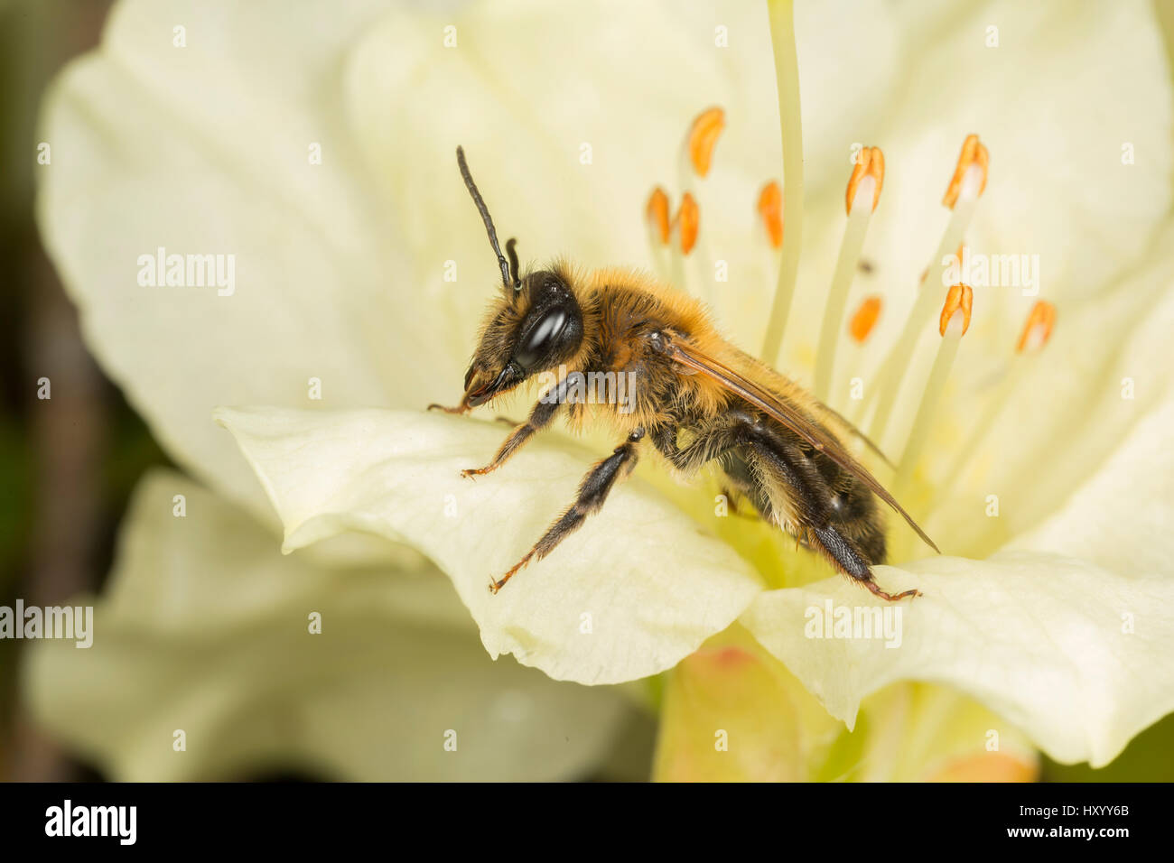 Buffish abeille Andrena nigroaenea (exploitation minière) sur fleur de jardin. Sheffield, Royaume-Uni. Mai. Banque D'Images