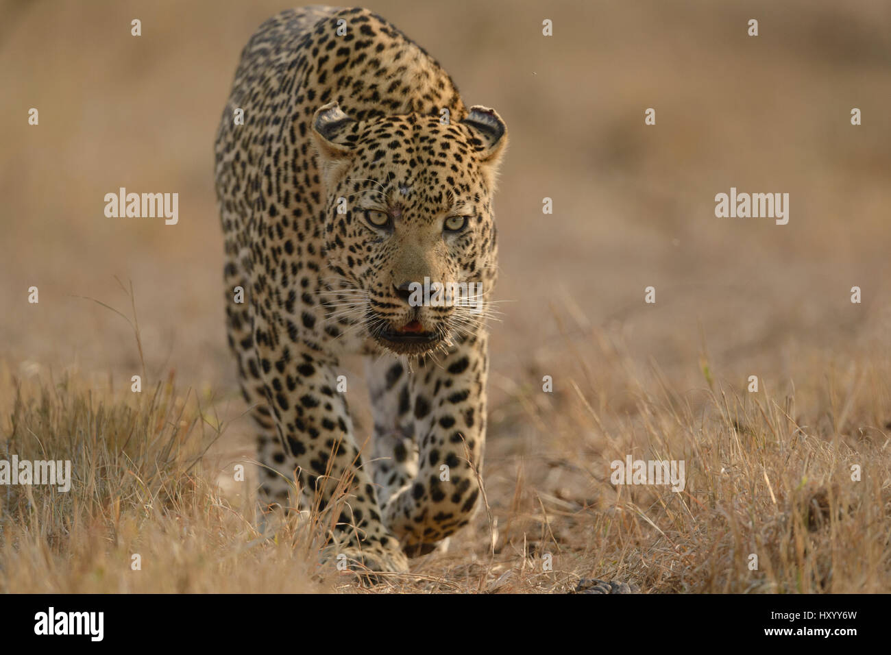 Leopard (Panthera pardus) marche, Londolozi Private Game Reserve, Sabi Sands Game Reserve, Afrique du Sud. Banque D'Images