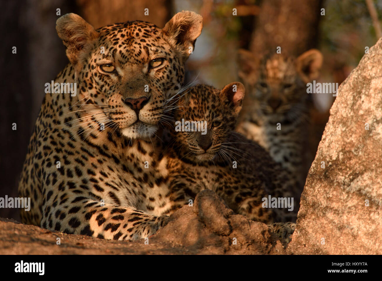 Leopard (Panthera pardus) mère avec oursons, Londolozi Private Game Reserve, Sabi Sands Game Reserve, Afrique du Sud. Banque D'Images