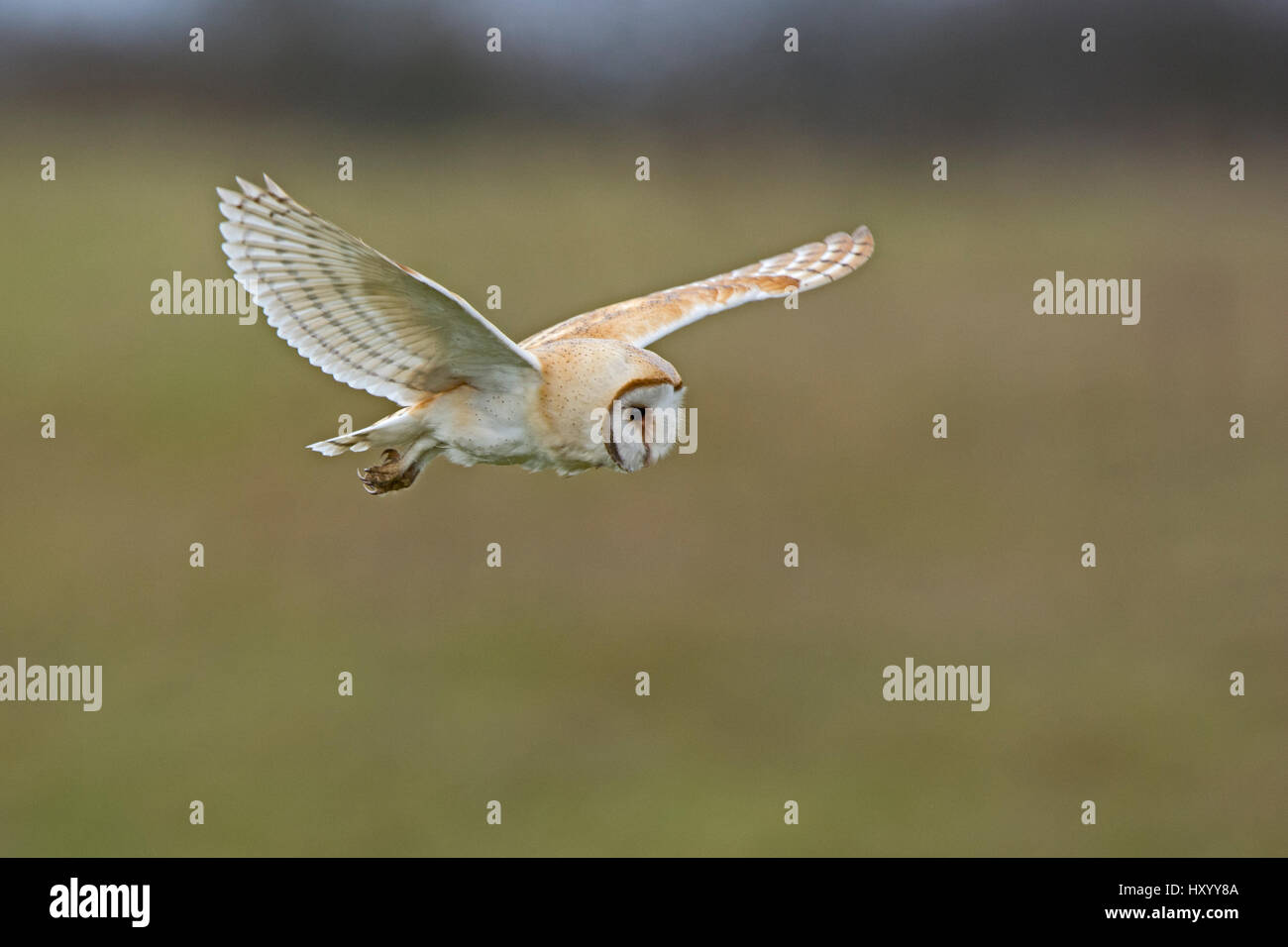 Effraie des clochers (Tyto alba) la chasse au pré. North Norfolk, Angleterre, Royaume-Uni. Mars. Banque D'Images