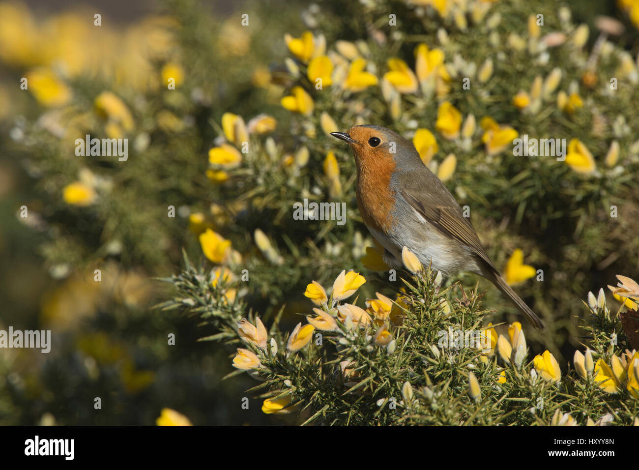 Robin (Erithacus rubecula aux abords) dans l'ajonc. Norfolk, Angleterre, Royaume-Uni. Mars. Banque D'Images