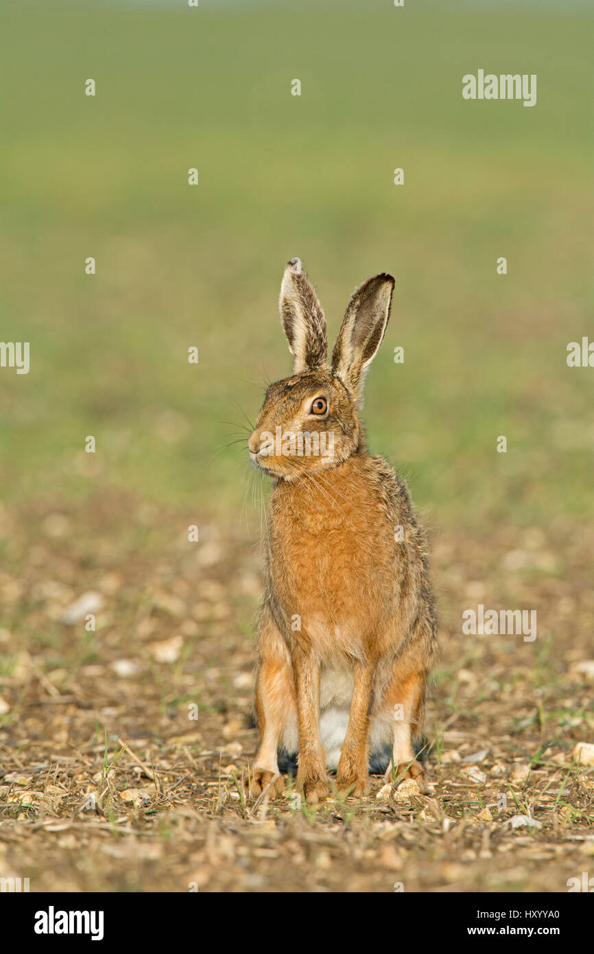 Lièvre brun (Lepus europaeus) assis à la voiture. Près de Holt, Norfolk, Angleterre, Royaume-Uni. Mars. Banque D'Images