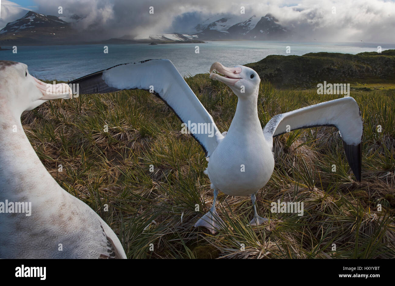 Albatros (Diomedea exulans) Paire de s'afficher. L'île de l'albatros, Baie des Îles Britanniques, la Géorgie du Sud. Janvier 2015. Banque D'Images