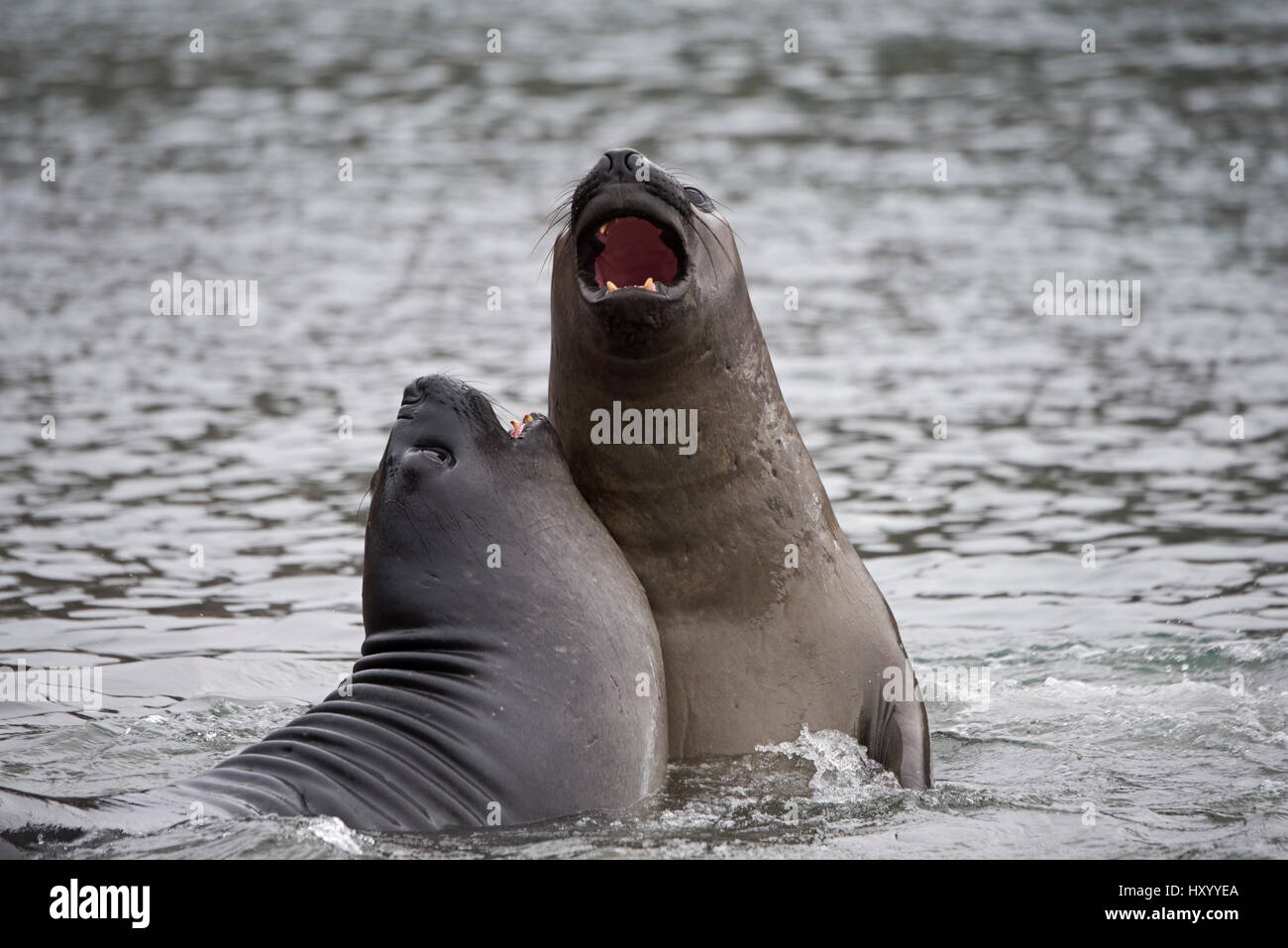 Éléphant de mer du sud (Mirounga leonina) les mâles adolescents sparring. King Edward Point, la Géorgie du Sud. Janvier. Banque D'Images