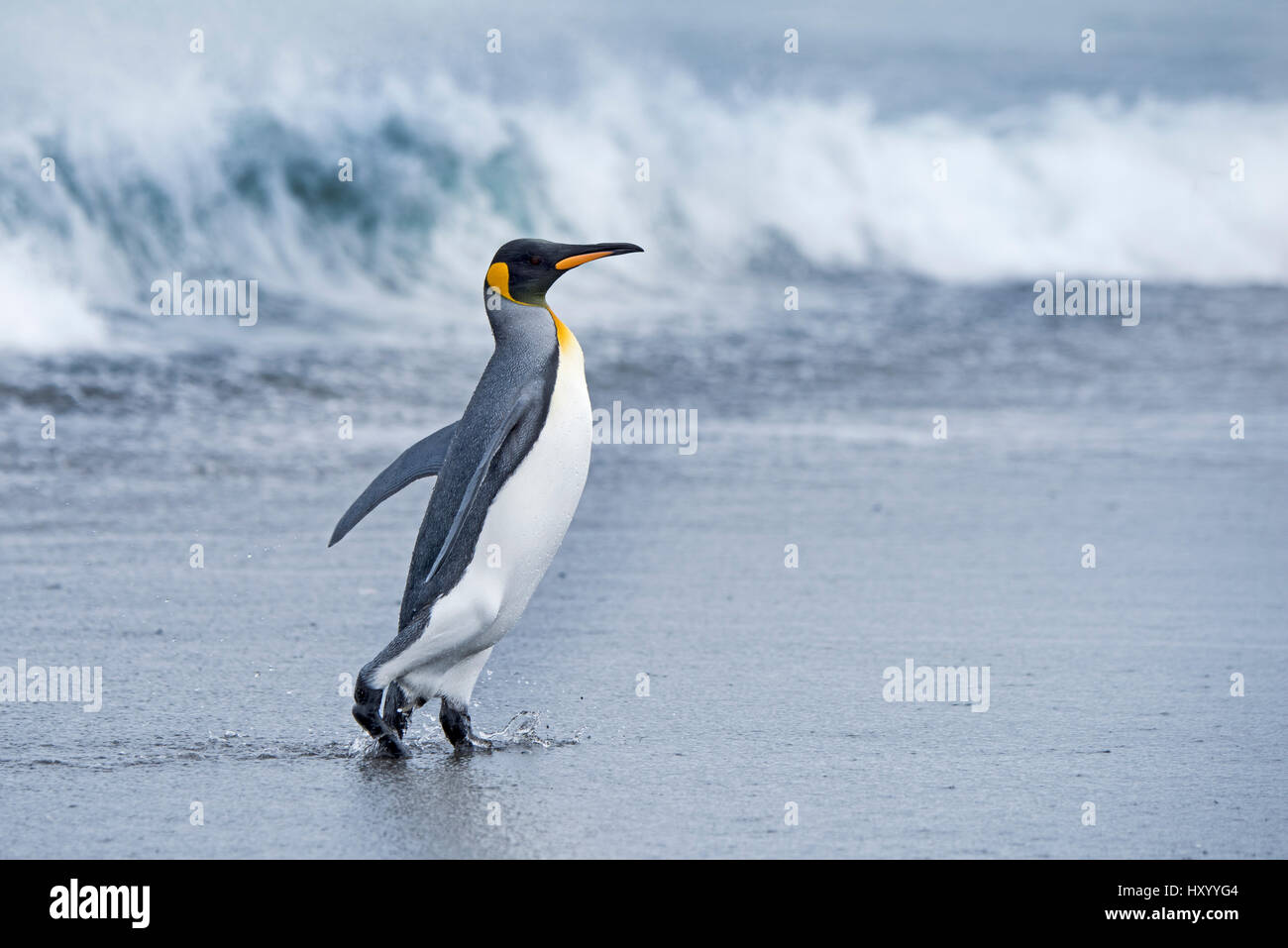 Manchot royal (Aptenodytes patagonicus) de marche de la mer. La plaine de Salisbury, la Géorgie du Sud. Janvier. Banque D'Images