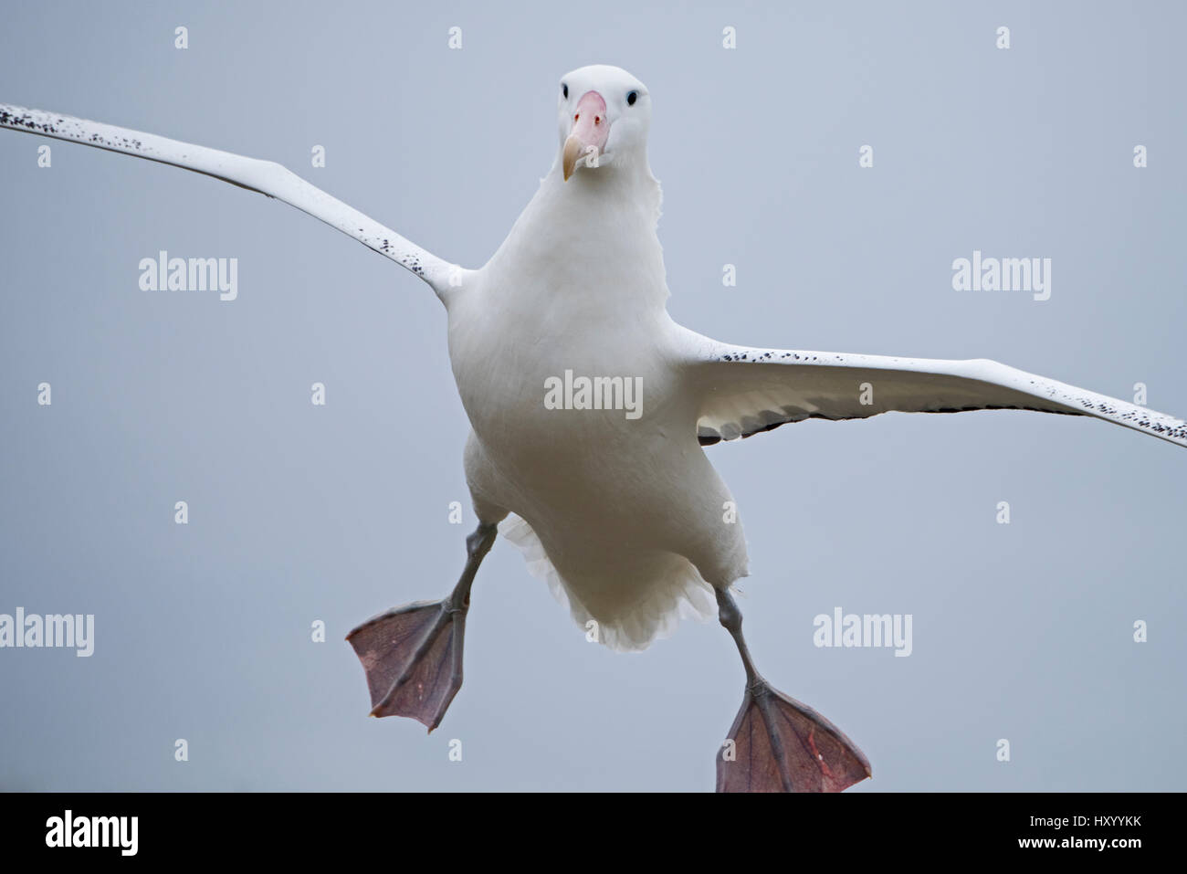 Albatros (Diomedea exulans) l'atterrissage. L'île d'albatros, la Géorgie du Sud. Janvier. Banque D'Images