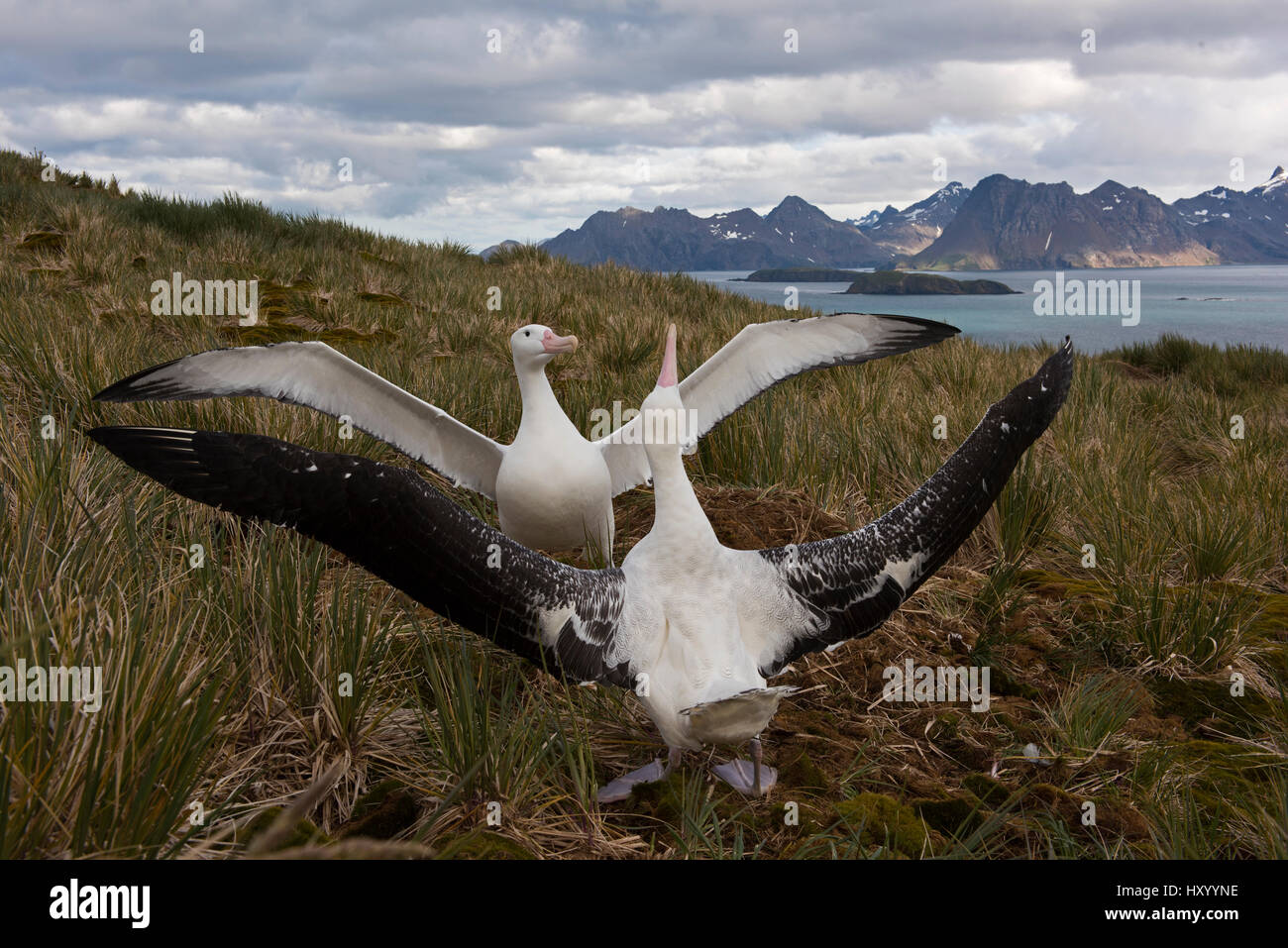 Albatros (Diomedea exulans), paire d'afficher, de l'île d'albatros, Géorgie du Sud, janvier 2015. Banque D'Images