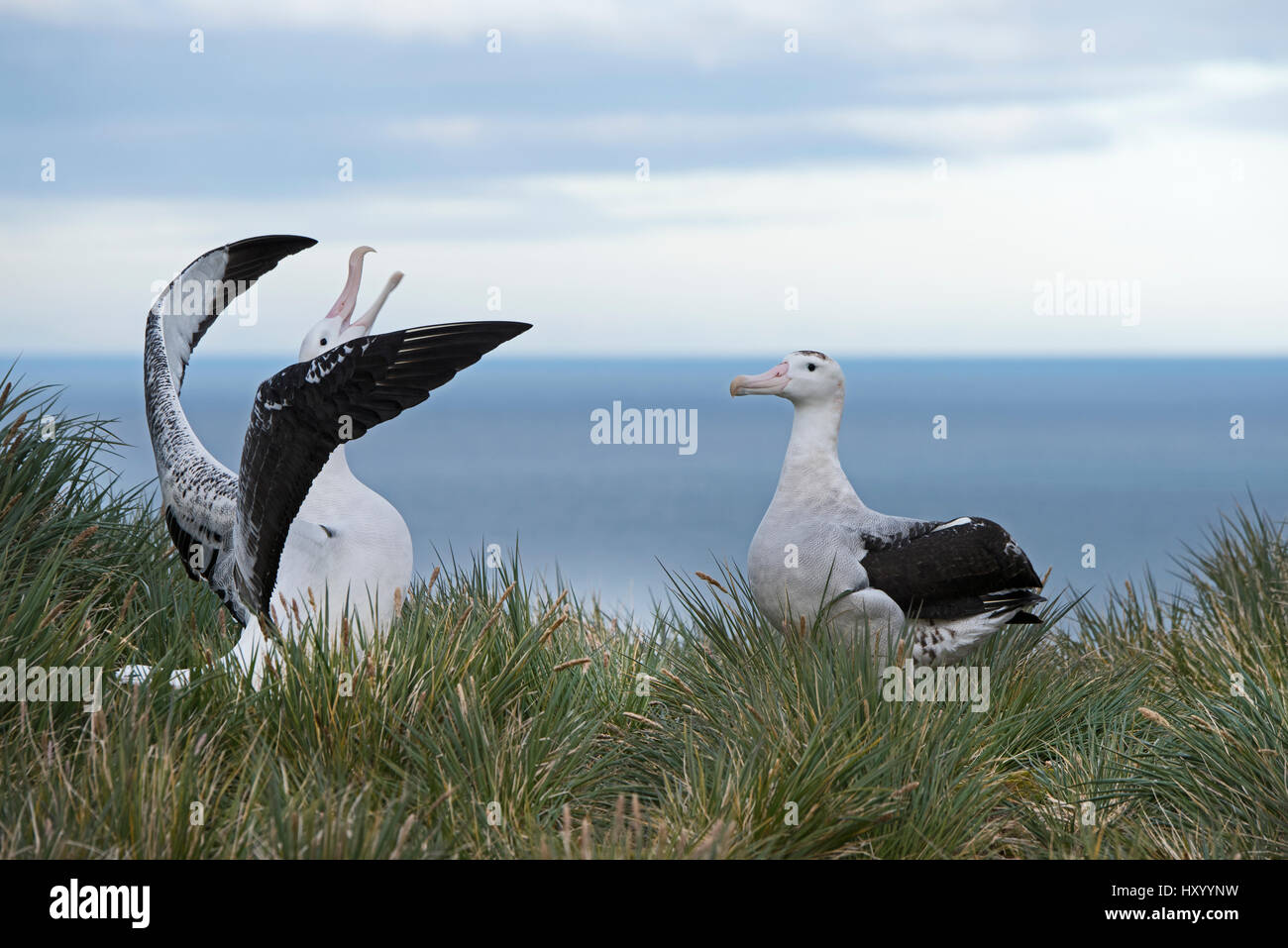 Albatros (Diomedea exulans) Paire de s'afficher. L'île d'albatros, la Géorgie du Sud. Janvier. Banque D'Images