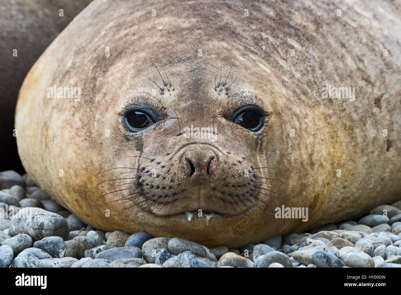 Éléphant de mer du sud (Mirounga leonina) tête portrait de femme. Cave Cove, le roi Haakon Bay, la Géorgie du Sud. Janvier. Banque D'Images