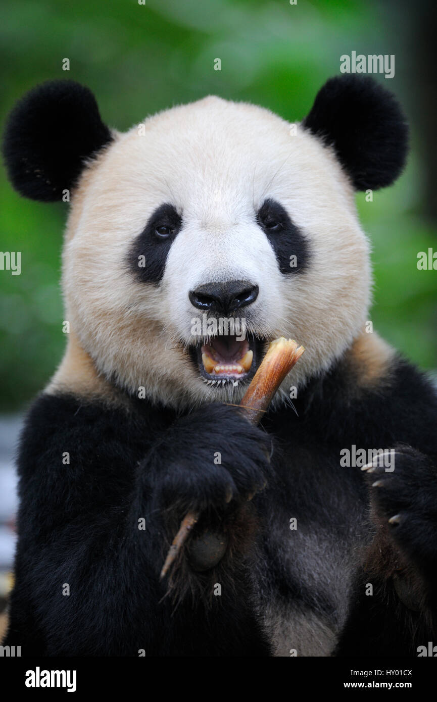 Tête portrait du grand panda (Ailuropoda melanoleuca) se nourrir de bambous. Bifengxia Panda Géant Centre de conservation et de reproduction, Yaan, Sichuan, Chine. Banque D'Images