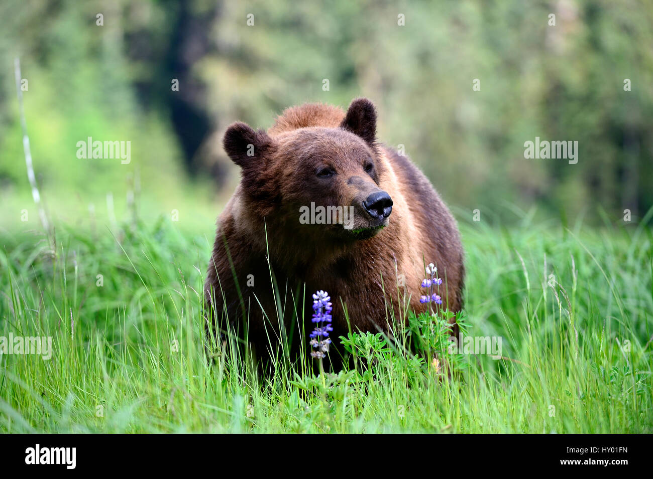 Homme Grizzli (Ursus arctos horribilis) se nourrissant de lupin de Nootka. Khutzeymateen Grizzly Bear Sanctuary, British Columbia, Canada. Banque D'Images