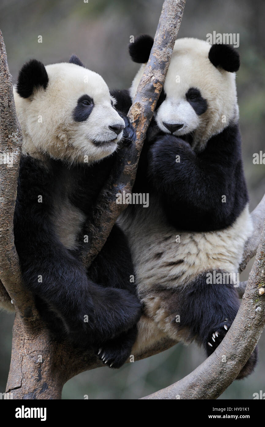Deux pandas géants subadultes (Ailuropoda melanoleuca) escalade en arbre. La réserve naturelle de Wolong, Wenchuan, dans la province du Sichuan, Chine. En captivité. Banque D'Images