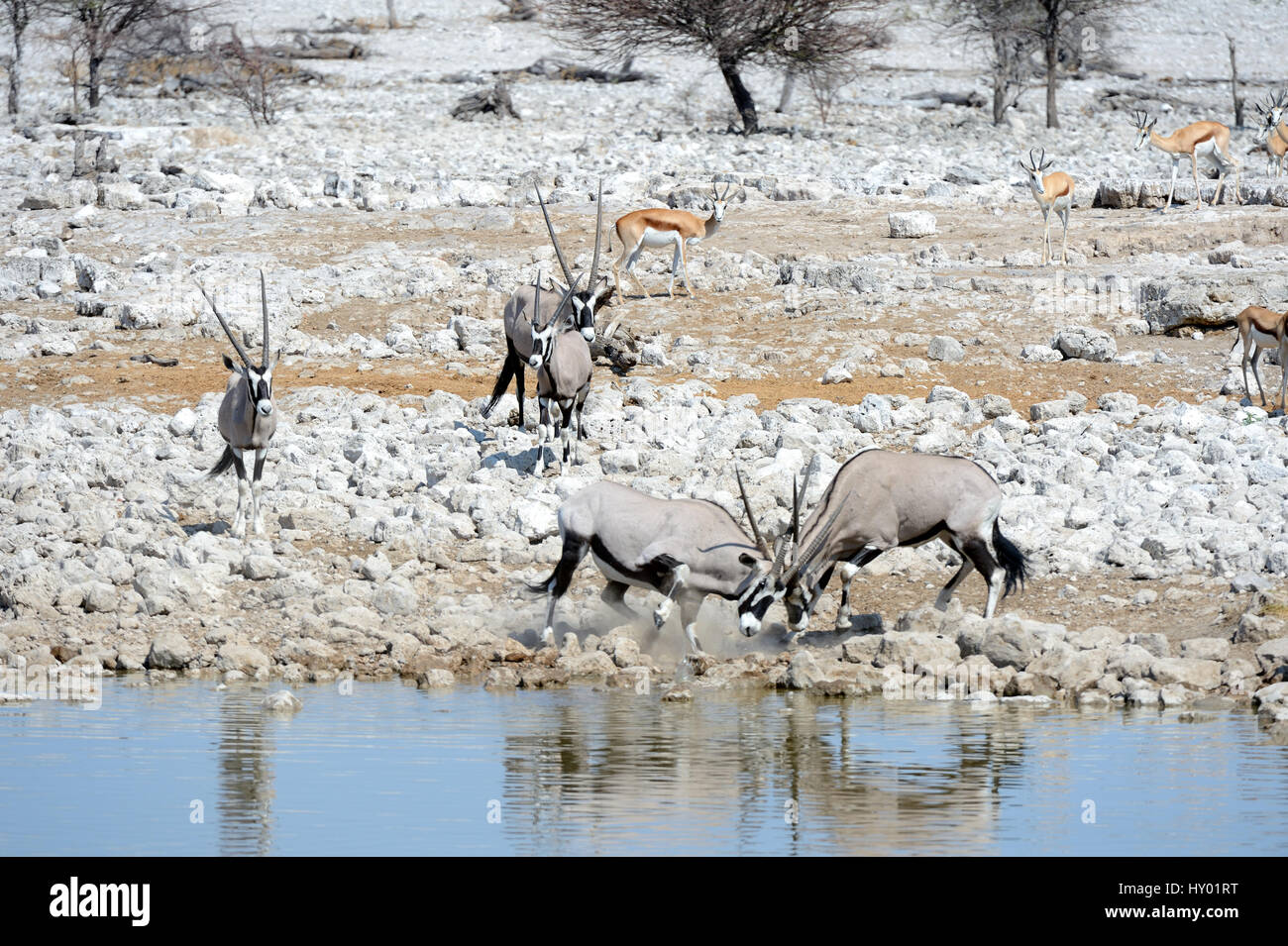 Gemsbok (Oryx gazella) hommes combattre à trou d'eau en saison sèche. Parc National d'Etosha, Namibie, Afrique. Octobre. Banque D'Images