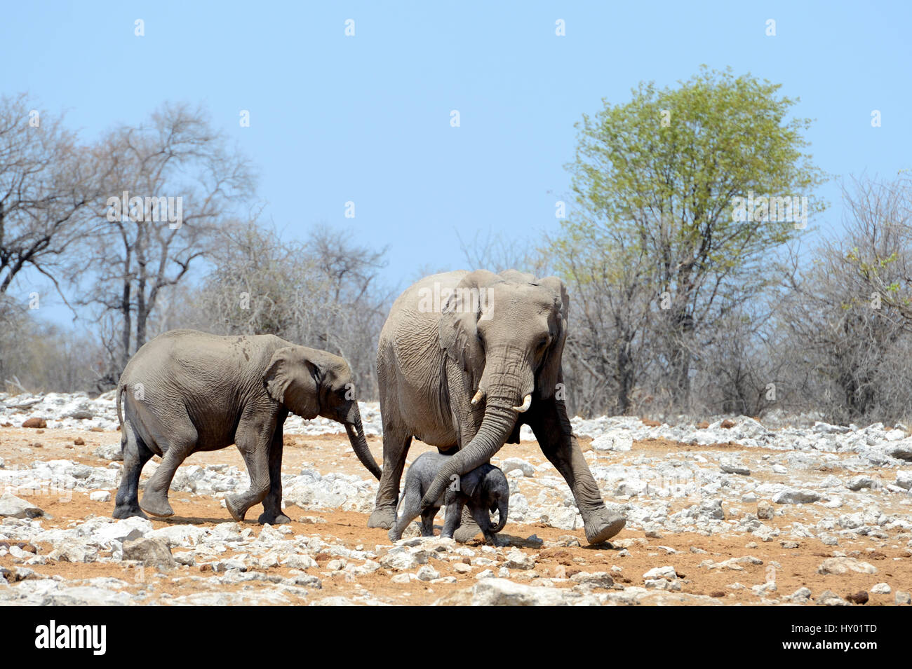 L'éléphant africain (Loxodonta africana), femelle, protéger et aider les jeunes veau avec coffre. Parc National d'Etosha, Namibie, Afrique. Octobre. Banque D'Images