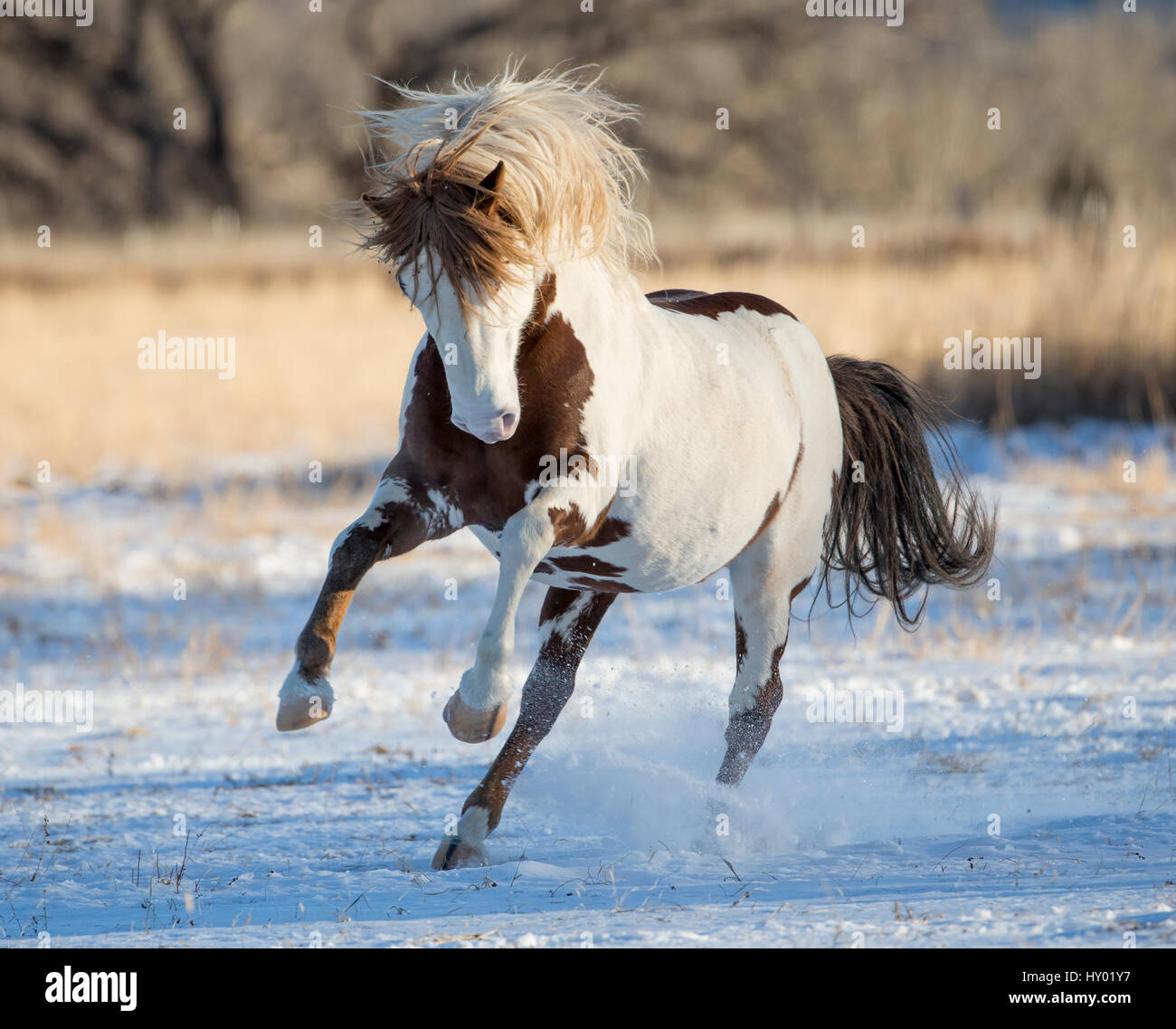 Pinto Mustang sauvage d'exécution dans la neige, les Black Hills Wild Horse Sanctuary, le Dakota du Sud, USA. Janvier. Banque D'Images
