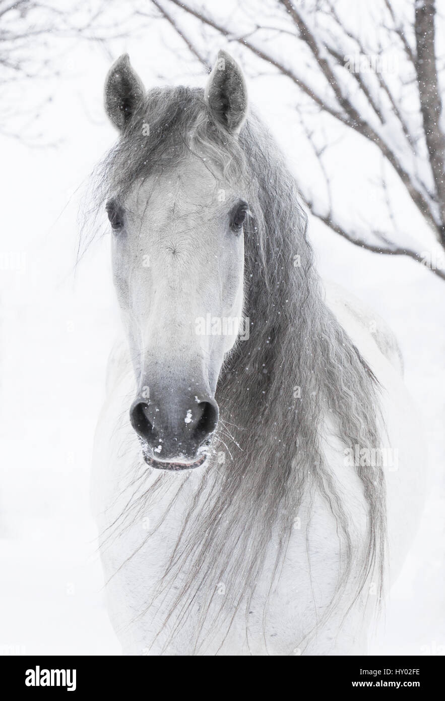 Tête portrait de l'Andalou gris mare avec une longue crinière dans la neige, Berthoud, Colorado, USA. Janvier. Banque D'Images