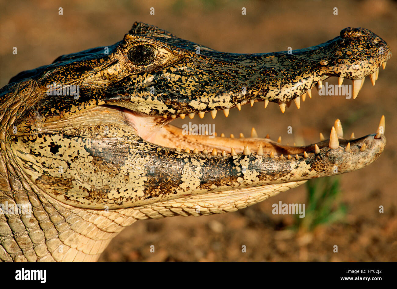 Noir / Jacare (Niger) tête portrait avec la bouche ouverte. Pantanal, Brésil. Banque D'Images