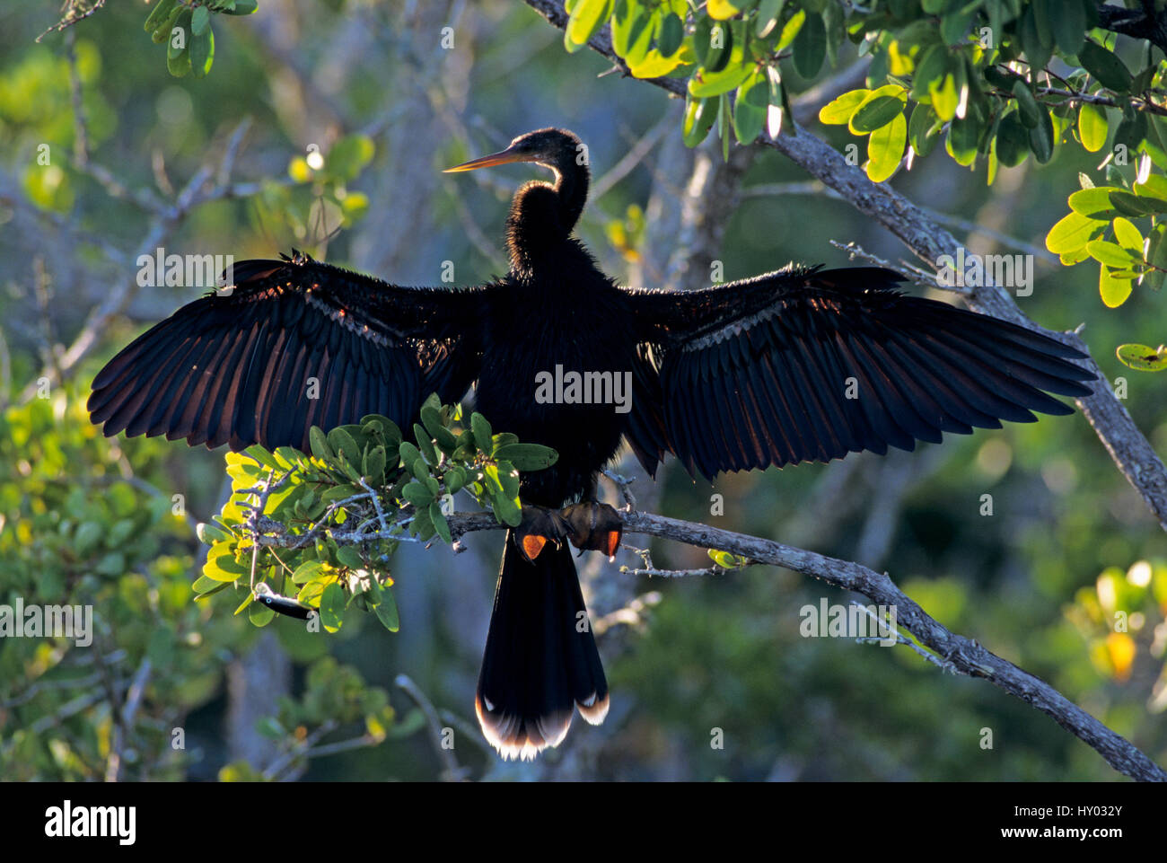 Les femelles du vert (Anhinga anhinga) sécher les ailes sur palétuvier, Ding Darling National Wildlife Refuge, Sanibel Island, Floride, USA. Décembre. Banque D'Images