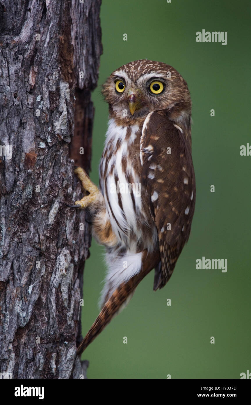 Buse rouilleuse (Glaucidium brasilianum Pygmy Owl) adulte au nid. Rio Grande Valley, Texas, USA. Peut Banque D'Images