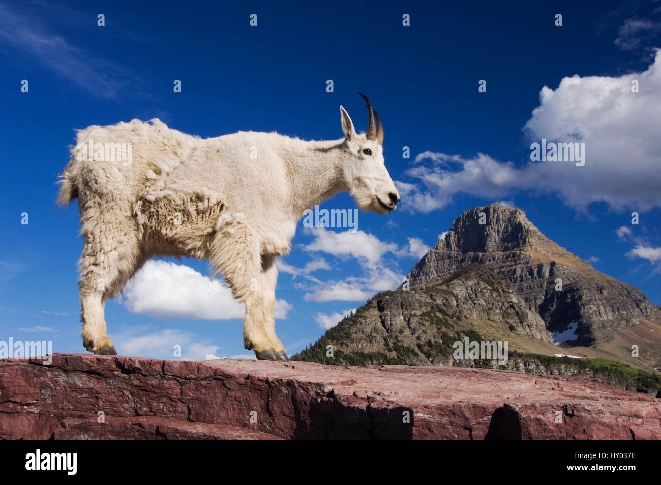 La Chèvre de montagne (Oreamnos americanus) Excrétion adultes manteau d'hiver. Mont Reynolds, Glacier National Park, Montana, USA. Juillet. Banque D'Images