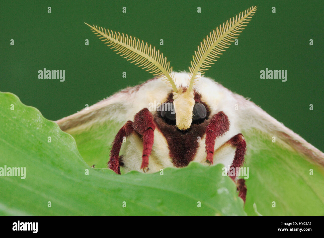 American lune / Luna Moth (Actias luna) tête portrait avec antennes. New Braunfels, Texas, USA. Mars. Banque D'Images