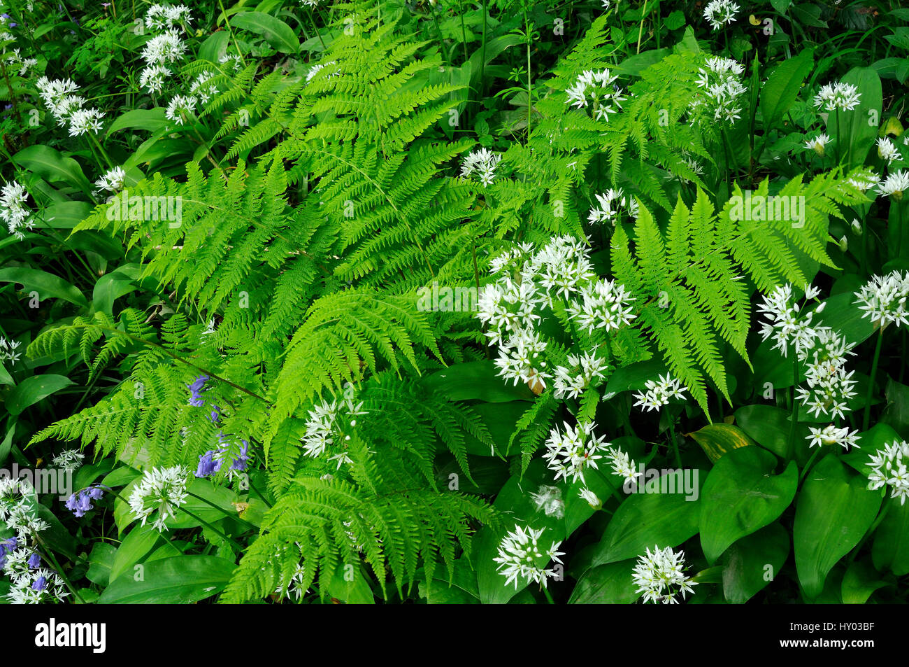 Ramsons / ail sauvage (Allium ursinum) et de fougère, Coombe Valley, Cornwall, UK. Mai. Banque D'Images