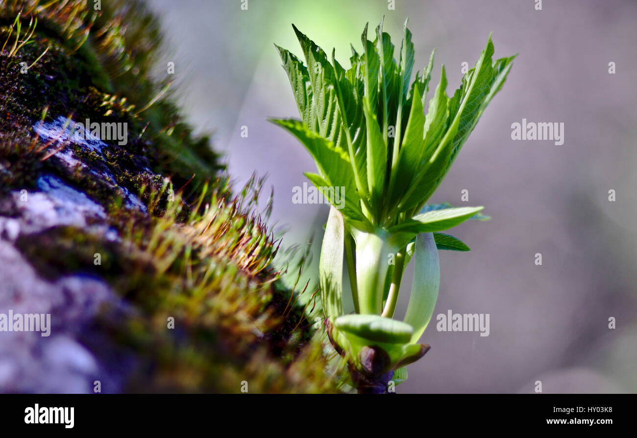 Fleurs sauvages dans une piste de Nice Banque D'Images