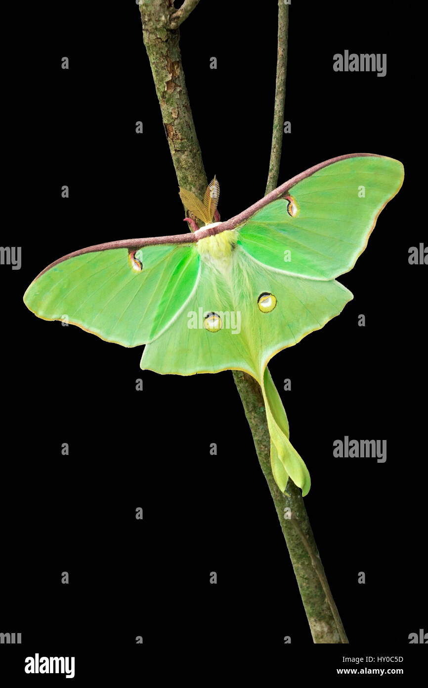 Luna Moth isolé sur fond noir Banque D'Images