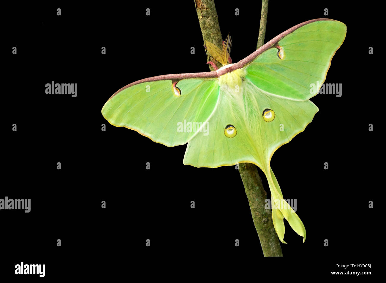 Luna Moth isolé sur fond noir Banque D'Images