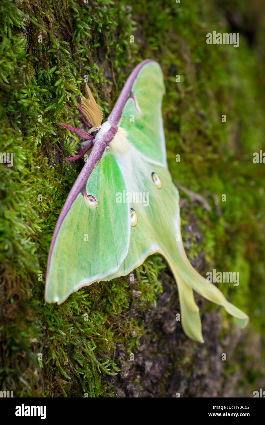 Luna Moth sur la mousse verte Banque D'Images