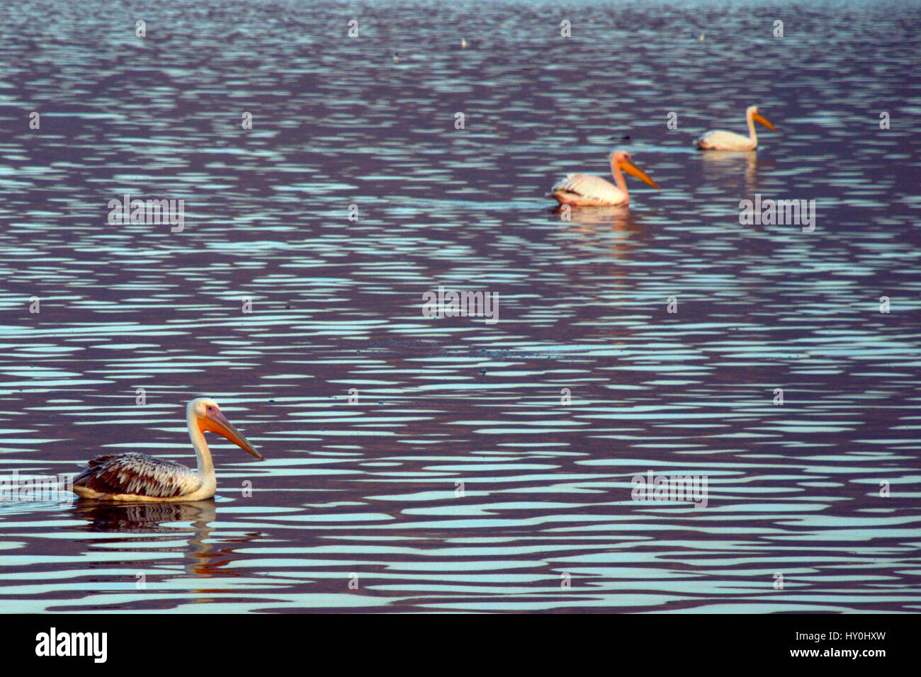 Grand pelican dans ana sagar lake, Ajmer, Rajasthan, Inde, Asie Banque D'Images