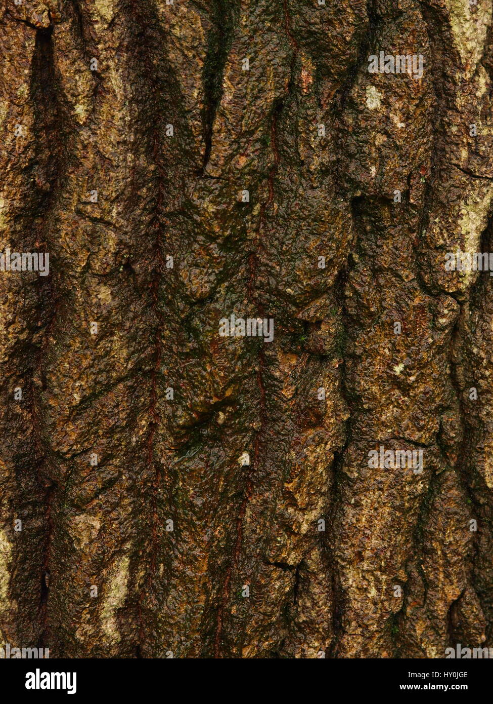 Oak tree bark close up wet Banque D'Images