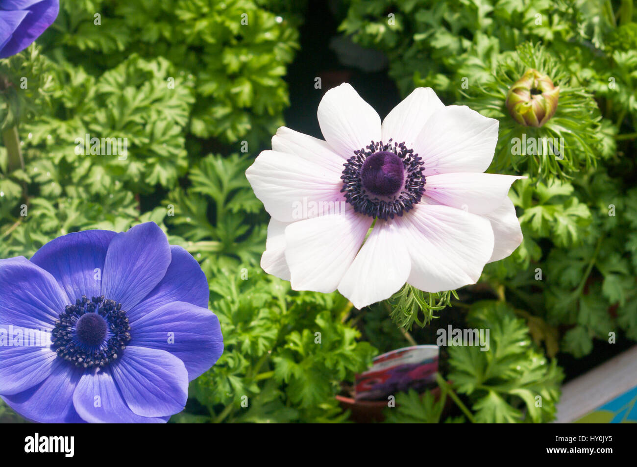 Les anémones fleurs bleu et blanc ' ' l'harmonie de l'anémone Photo Stock -  Alamy