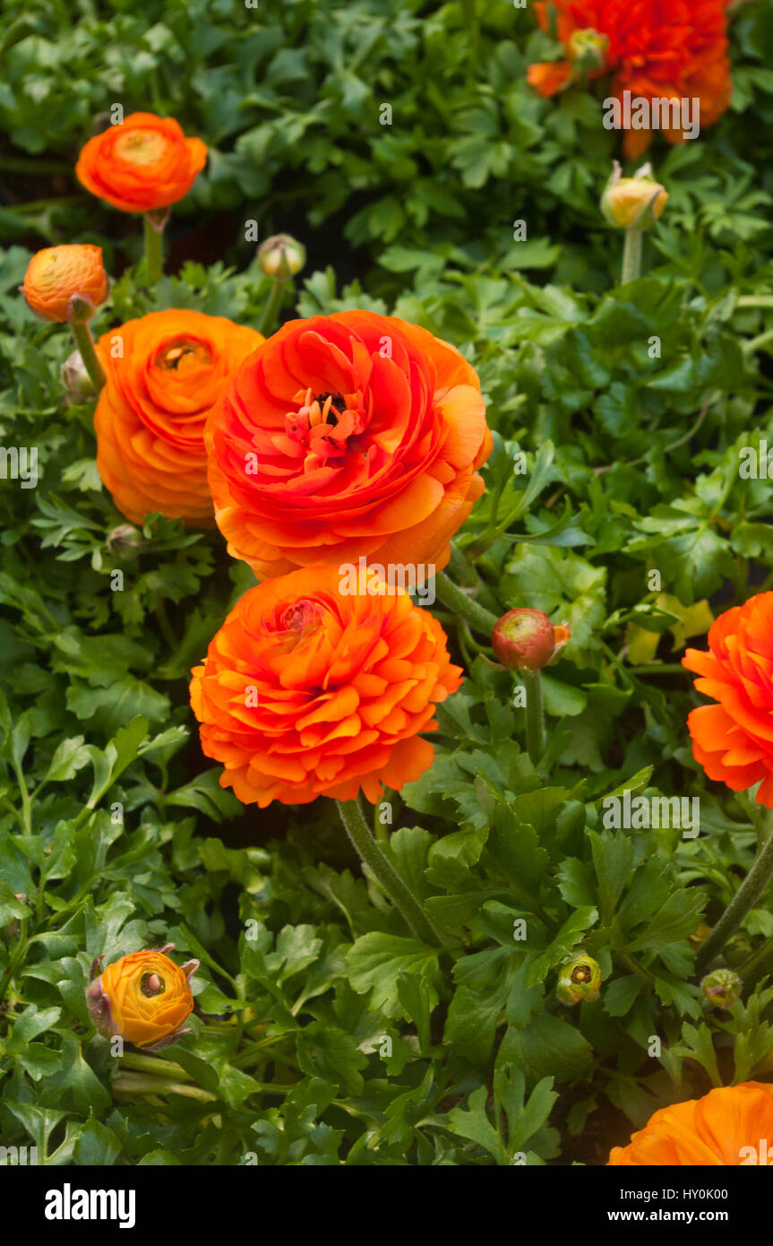 Fleurs Renoncule Orange Photo Stock - Alamy