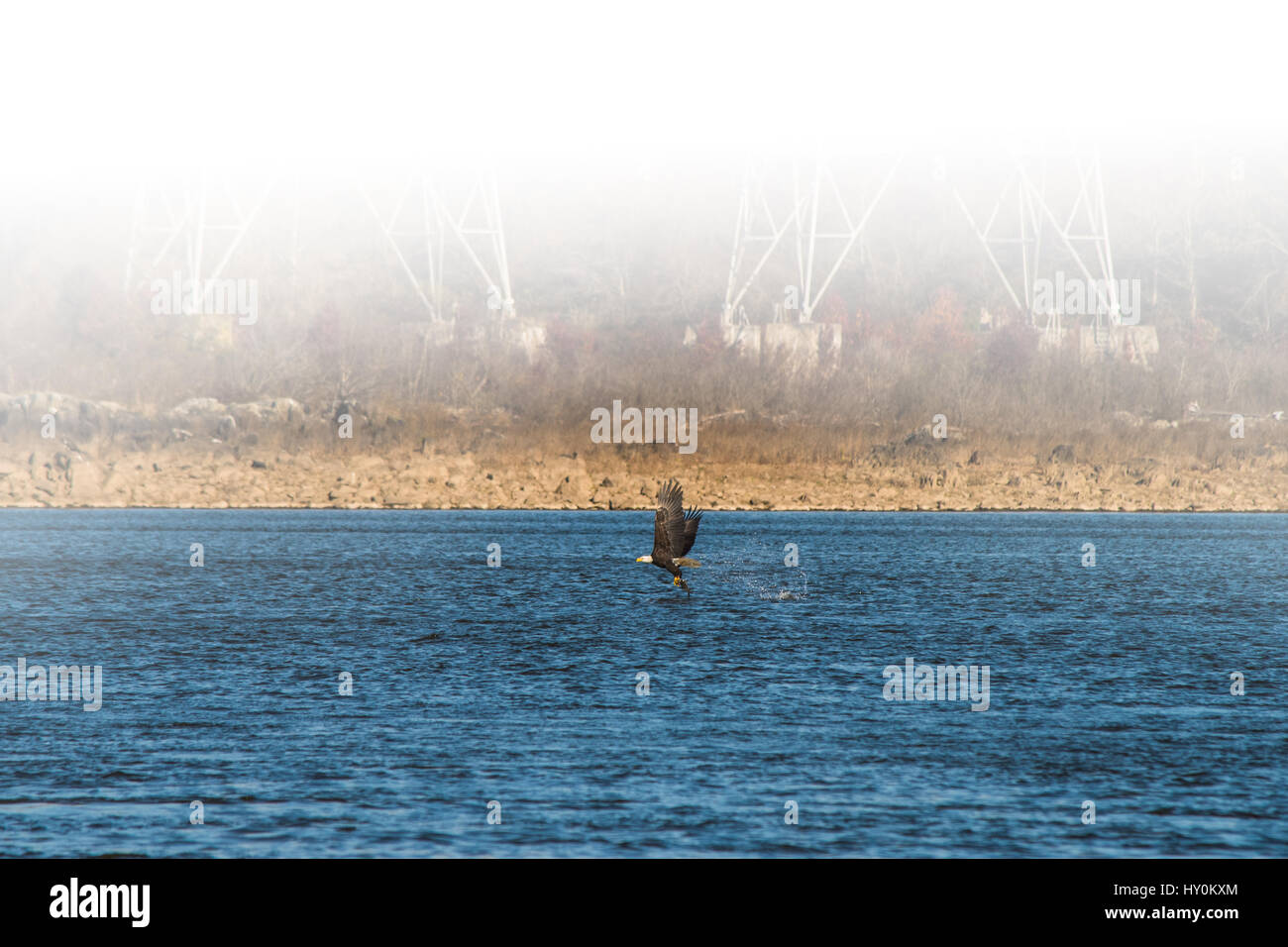Eagle avec des poissons tôt le matin, le brouillard. Banque D'Images