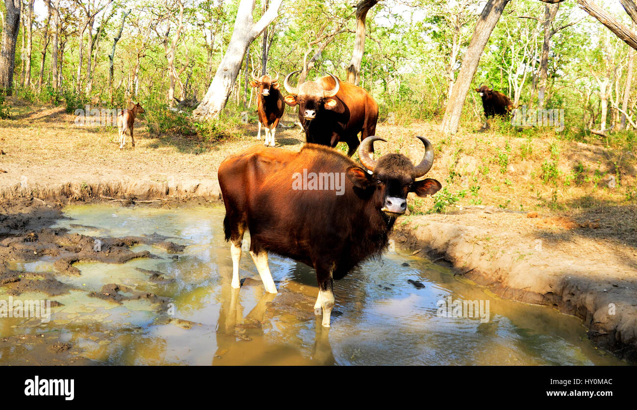 Bison indien avec de l'eau potable de veau de petits étangs qui préparé par les autorités forestières de mudumalai sanctuaire de la vie sauvage. Tamil Nadu, Inde Banque D'Images