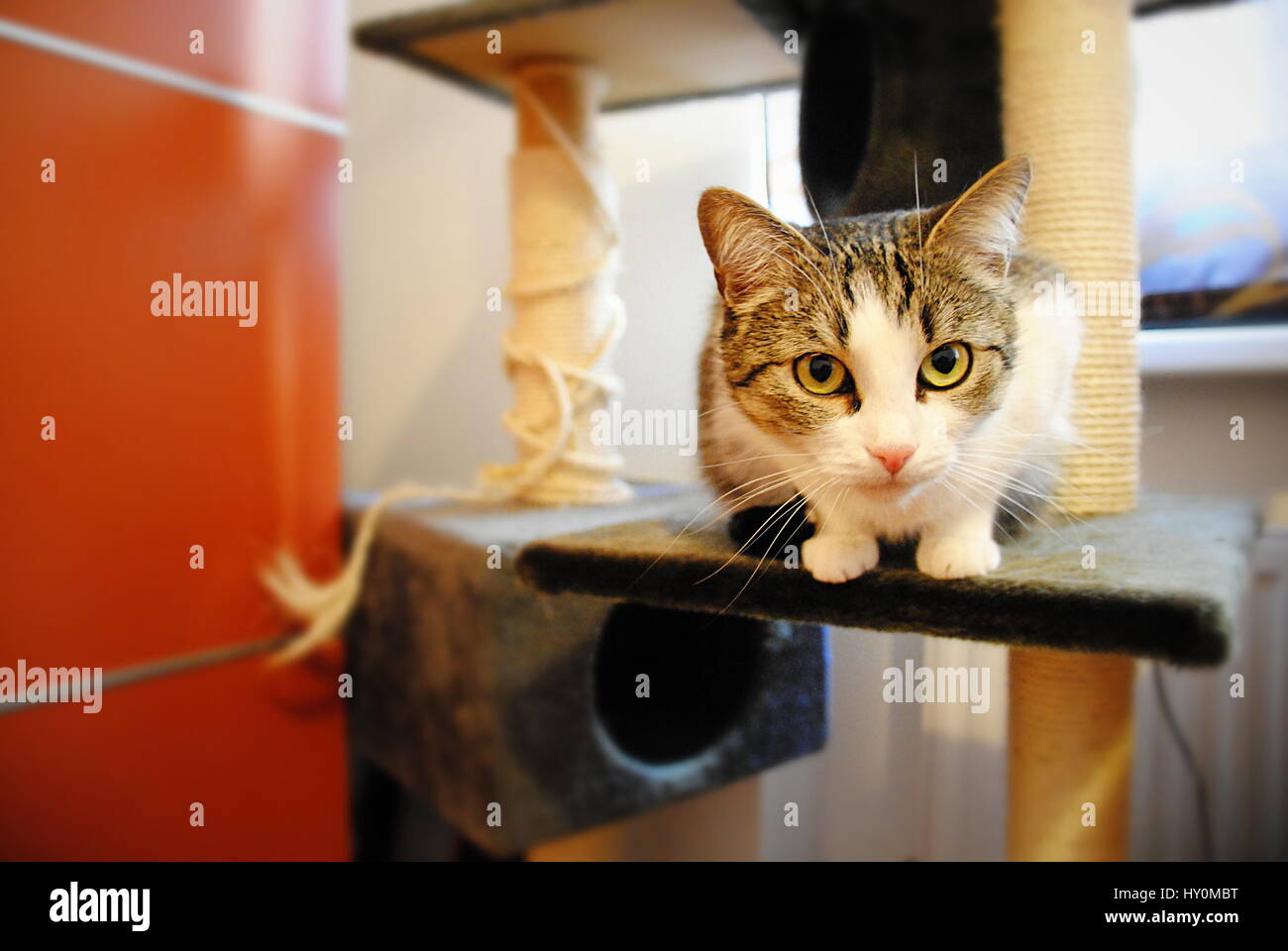 La chatte sur un poteau de éraflure Banque D'Images