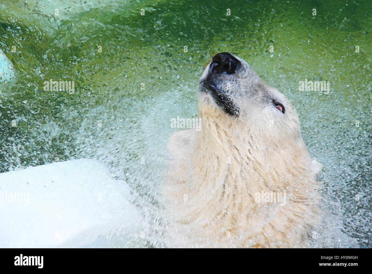 L'ours polaire dans l'eau Banque D'Images