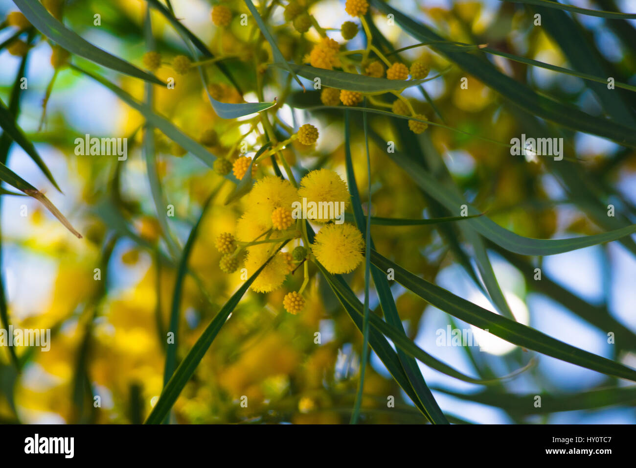 Floraison de mimosa (Acacia pycnantha, golden wattle) fermer jusqu'au printemps, fleurs jaune vif, coojong, couronne d'or, de mimosa mimosa orange Banque D'Images