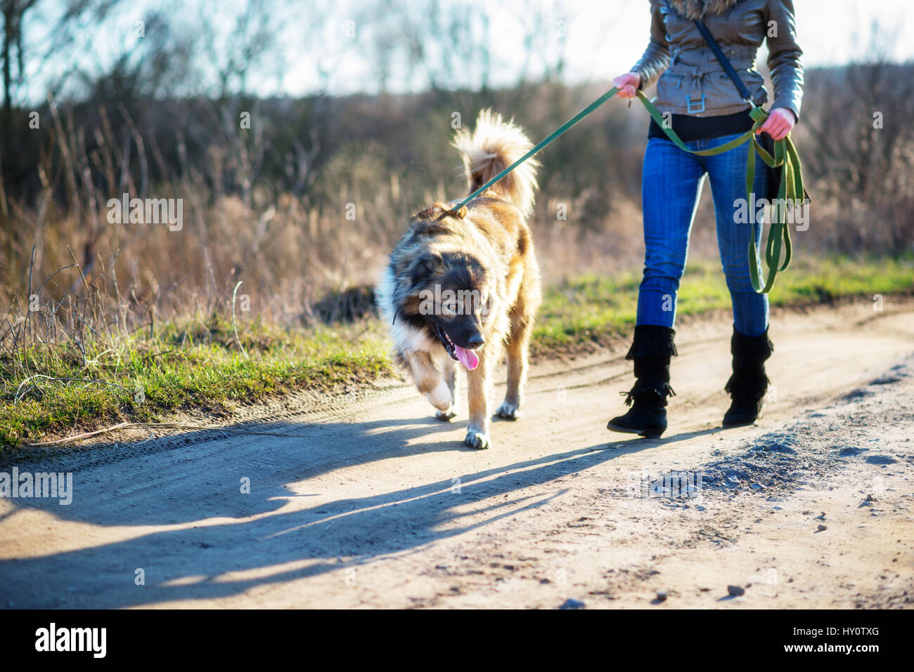 Chien de berger du Caucase portrait extérieur en plein air une superbe journée de printemps Banque D'Images