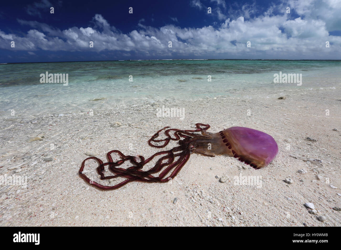 D'énormes méduses pourpres (Thysanostoma) vers le rivage, l'île Christmas, Kiribati Banque D'Images