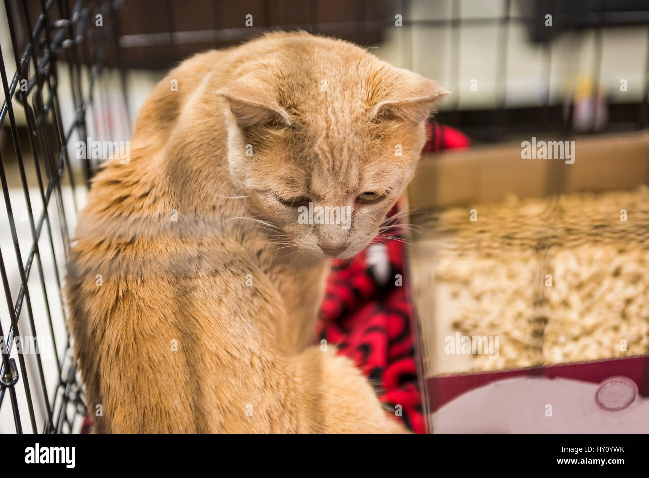 Chat orange triste cage en attente d'adoption Banque D'Images